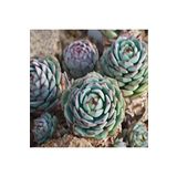 Dashing Look Echeveria Derenbergii Sukulent Tohumu TH-dshnglookthm055