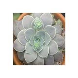Dashing Look Echeveria Diffractens Sukulent Tohumu TH-9154684654868