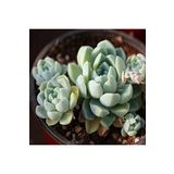 Dashing Look Echeveria Elegans V Albicans Sukulent Tohumu TH-dshnglookthm081
