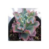 Dashing Look Echeveria Gibbiflora Sukulent Tohumu TH-9154684654870