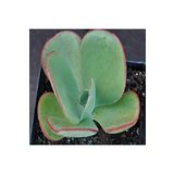 Dashing Look Echeveria Gigantea Sukulent Tohumu TH-dshnglookthm084