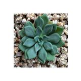 Dashing Look Echeveria Heterosepala Sukulent Tohumu TH-dshnglookthm146