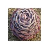 Dashing Look Echeveria Hyalina Sukulent Tohumu TH-dshnglookthm064