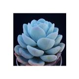 Dashing Look Echeveria Laui Sukulent Tohumu TH-9154684654875