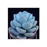Dashing Look Echeveria Laui Sukulent Tohumu TH-dshnglookthm179