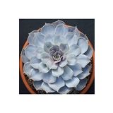 Dashing Look Echeveria Lilacina Sukulent Tohumu TH-9154684654876