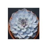 Dashing Look Echeveria Lilacina Sukulent Tohumu TH-dshnglookthm113