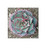 Dashing Look Echeveria Longissima V Brachyantha Sukulent Tohumu TH-dshnglookthm168