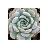Dashing Look Echeveria Minima Sukulent Tohumu TH-9145383789300