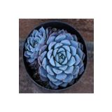 Dashing Look Echeveria Minima Sukulent Tohumu TH-9154684654878