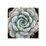 Dashing Look Echeveria Minima Sukulent Tohumu TH-dshnglookthm170