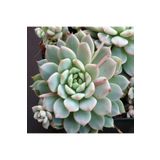 Dashing Look Echeveria Prolifica Sukulent Tohumu TH-dshnglookthm105