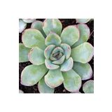 Dashing Look Echeveria Pulidonis Sukulent Tohumu TH-9145383789393