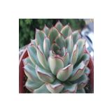 Dashing Look Echeveria Pulidonis Sukulent Tohumu TH-9154684654881