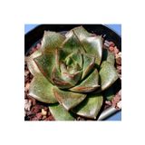 Dashing Look Echeveria Purpusorum Sukulent Tohumu TH-9154684654883