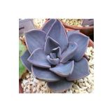 Dashing Look Echeveria Rodolfi Sukulent Tohumu TH-9154684654884