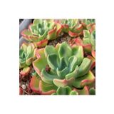 Dashing Look Echeveria Setosa V Oteroi Sukulent Tohumu TH-9154684654889