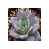 Dashing Look Echeveria Sp Real De Catorce Sukulent Tohumu TH-dshnglookthm098
