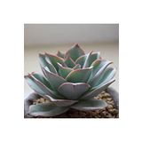 Dashing Look Echeveria Subrigida Pinal De Amoles Sukulent Tohumu TH-dshnglookthm080