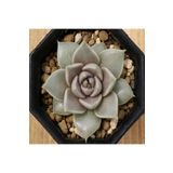 Dashing Look Echeveria Tobarensis Sukulent Tohumu TH-9154684654897