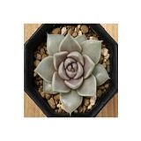Dashing Look Echeveria Tobarensis Sukulent Tohumu TH-dshnglookthm149