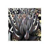 Dashing Look Echeveria Unguiculata Sukulent Tohumu TH-9154684654898
