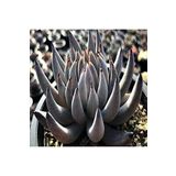 Dashing Look Echeveria Unguiculata Sukulent Tohumu TH-dshnglookthm112