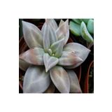 Dashing Look Echeveria Xichuensis Sukulent Tohumu TH-9154684654899