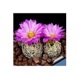 Dashing Look Escobaria Cactus Kaktüs Tohumu TH-9154684654679