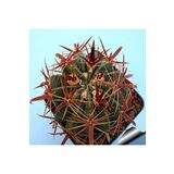 Dashing Look Ferocactus Latispinus Kaktüs Tohumu TH-9154684654682