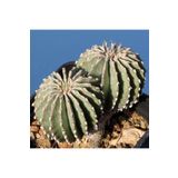 Dashing Look Geohintonia Mexicana Kaktüs Tohumu TH-dshnglookthm116