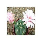 Dashing Look Gymnocalycium Horstii Kaktüs Tohumu TH-dshnglookthm101