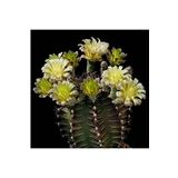 Dashing Look Gymnocalycium Mihanovichii Kaktüs Tohumu TH-dshnglookthm178