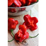 Dashing Look Hafif Acı Gül Biberi Starfish Pepper Tohumu / 5+ Adet Tohum TH-thmcmthm346
