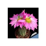 Dashing Look Hedgehog Cactus Kaktüs Tohumu TH-9154684654687