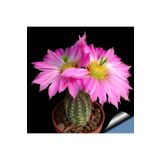 Dashing Look Hedgehog Cactus Kaktüs Tohumu TH-dshnglookthm083