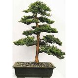 Dashing Look Hinoki Çam Bonsai Ağacı Tohumu-10 Adet TH-2022dshnglkthm084
