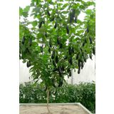 Dashing Look Ithal Çin Patlıcan Ağacı Tohumu / 5+ Adet Tohum TH-thmcmthm403