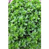 Dashing Look Kalıcı Kokulu Fesleğen Tohumu / 20 Adet Tohum TH-thmcmthm419