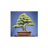 Dashing Look Karaçam Bonzai Ağacı Tohumu 5 Adet Bonsai Ağacı Tohumu TH-thmcmthm58