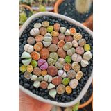 Dashing Look Karışık Lithops Taş Çiçek Tohumu / 10 Adet Tohum TH-thmcmthm387