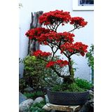 Dashing Look Kırmızı Yapraklı Bonsai Ağacı Tohumu-10 Adet TH-2022dshnglkthm092