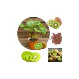 Dashing Look Kivi Bonzai Ağacı Tohumu 5 Adet Bonsai Ağacı Tohumu TH-thmcmthm152