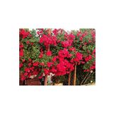 Dashing Look Kokulu Kırmızı Cherry Belle Sarmaşık Gül Tohumu(10 Tohum) TH-4348409715286