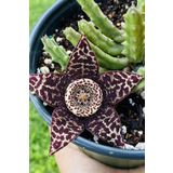 Dashing Look Leş Kaktüsü Orbea Variegata Tohumu / 5 Adet Tohum TH-thmcmthm391
