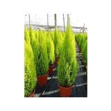 Dashing Look Limon Servi Çam Tohumu / 10 Tohum TH-thmcmthm582