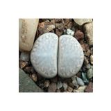 Dashing Look Lithops Amicorum Sukulent Tohumu TH-dshnglookthm039