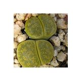 Dashing Look Lithops Aucampiae ‘jackson’s Jade’ Sukulent Tohumu TH-9154684654783
