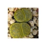 Dashing Look Lithops Aucampiae ‘jackson’s Jade’ Sukulent Tohumu TH-dshnglookthm063