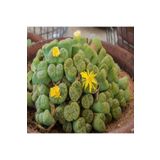 Dashing Look Lithops Bromfieldii Insularis V Sulphurea Sukulent Tohumu TH-9154684654784